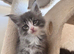 Maine Coons kitten
