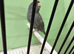 Black face split to black wing