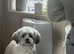 Nelly looking for new home due to no fault of her own