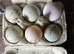 Duck eggs £ 2.00 for 6