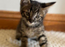 Maine coon X *Ready Now*