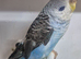 Blackwing's..blue opaline