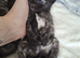 6 beautiful kittens