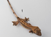 Crested Gecko Babies