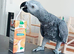 2 year old grey for sale
