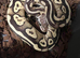 Royal Pythons
