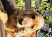ADULT COCKER SPANIEL