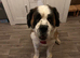 Saint Bernard