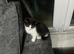 Kitten ready to leave