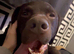 Pedigree  labrador