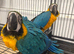 Hand Reared Baby Blue & Gold Macaws