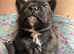 French bull dog cross old tyke English bulldog