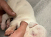 Lurcher cross saluki puppies