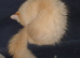 Lovely red flame point female