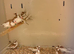 Bengalese Finches