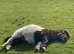Shetland Gelding