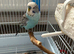 English male budgie