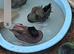 2 pair east indies ducks