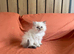Gorgeous Pure Persian Kittens &ndash; 2 Rare Golden Grey & 2 White