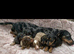 1 beautiful dachshund pup ready to Leave for the forever loving home