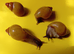 ZANZIBAR GIANT AFRICAN LAND SNAILS