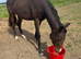 Anglo Arab filly.