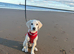 labradoodle puppy