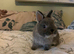 Pure bred, friendly Nethies (vaccinated)