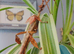 Extatosoma Tiaratum Giant Prickly Stick Insect Eggs 5-10