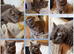 Bsh for stud