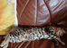 Bengal kitten