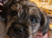 Beautiful french bulldog cross boy