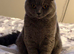 Male british shorthair