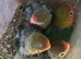 Lovebirds fischer for handfeeding