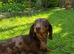 femele 2 years old