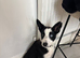 Border collie puppy