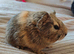 Guinea pigs