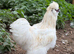 Pure Bred Silkie Splash Cockerel