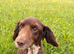 Older boy looking for a home