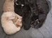 Four beautiful ragdoll kitten