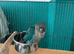 Baby hand raised conure