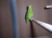Bird cage, breeding cage, 30"x15x12 inches deep, dont let this get away from you. with spare poop trays.