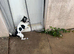 Puppies Ready Now