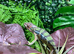 Blue Bar Panther Chameleon at Birmingham Reptiles