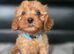 Beautiful cavapoo <last boy >
