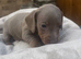 Miniature daschund pups
