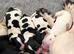 sprocker puppies