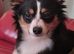 Teddy the jackchi stud