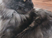 Female main coon kitten