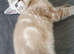 4beautiful burmese cross tabby kittens